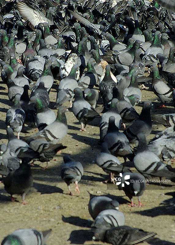 鸽子觅食图片素材