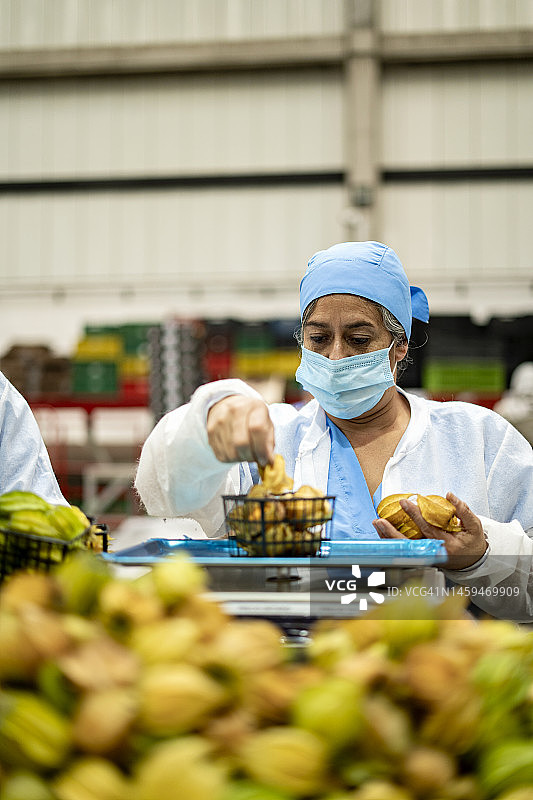 戴口罩的制服女性在有机食品厂用电子秤称量灯笼果图片素材