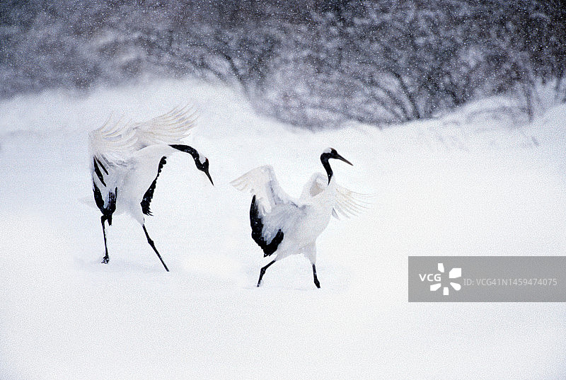 雪地里交配的两只鹤图片素材