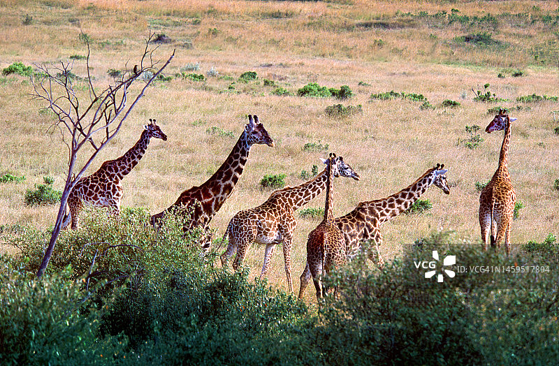 长颈鹿群图片素材