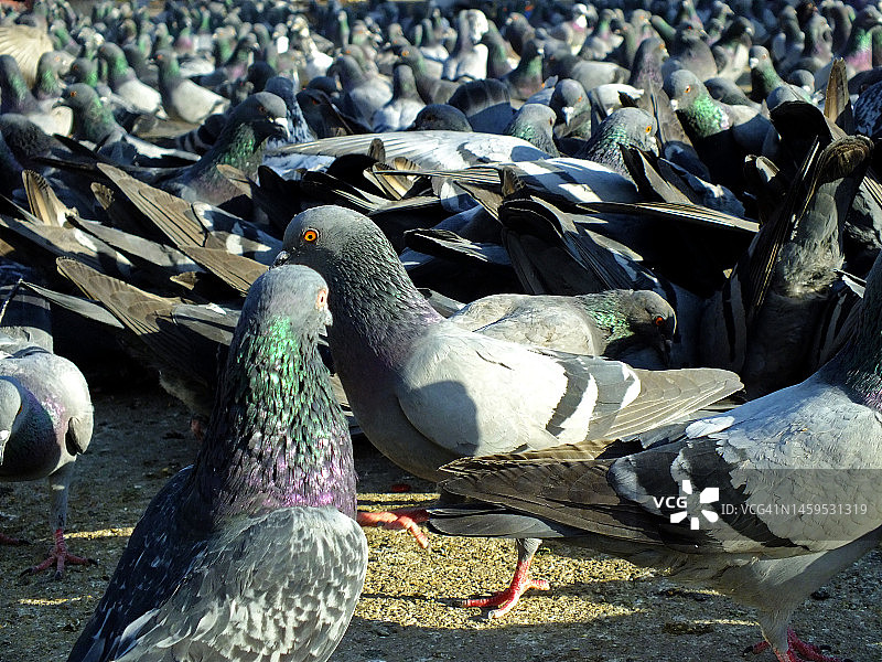 鸽子觅食图片素材