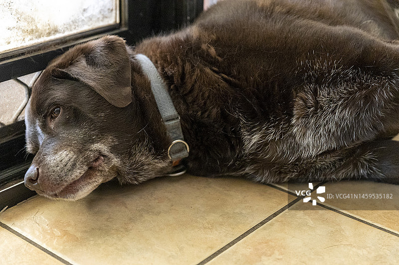 巧克力色拉布拉多犬图片素材