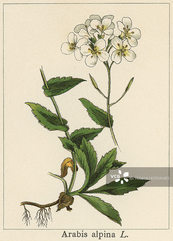 高山庭荠植物复古彩石版画插图图片素材