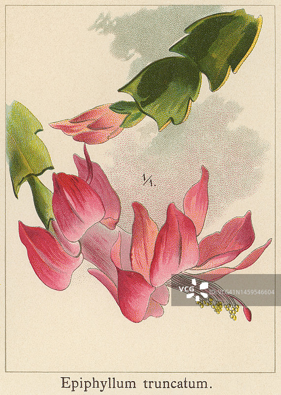 老式彩色石印插图：假圣诞仙人掌图片素材