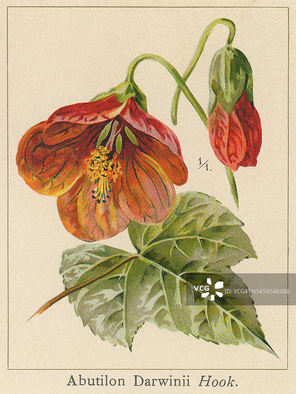 植物学旧式彩色石印插图 - 达尔文风铃花图片素材