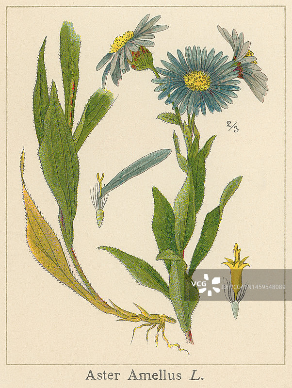 植物学：紫菀花，欧洲翠菊（紫菀属）的旧彩色石印插图图片素材