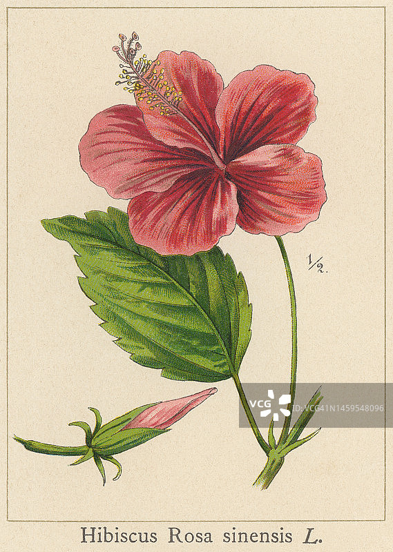 植物学彩色石印插图：中华木槿、中国蔷薇、扶桑图片素材
