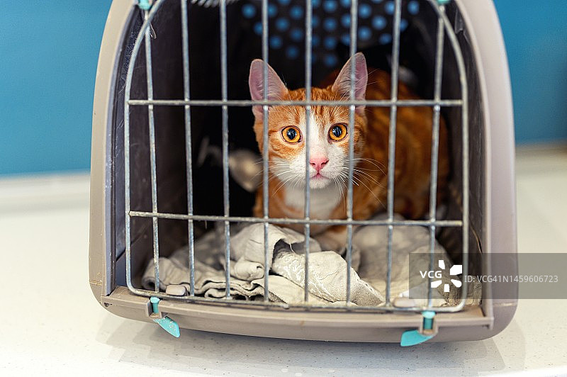 猫咪被关在宠物运输箱内图片素材