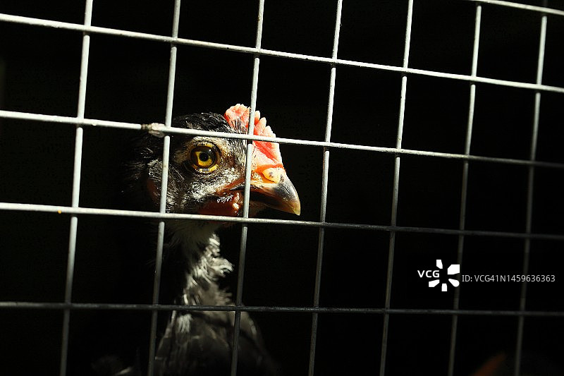 笼子里栅栏后的母鸡或公鸡。公鸡特写。有机家禽养殖场。图片素材