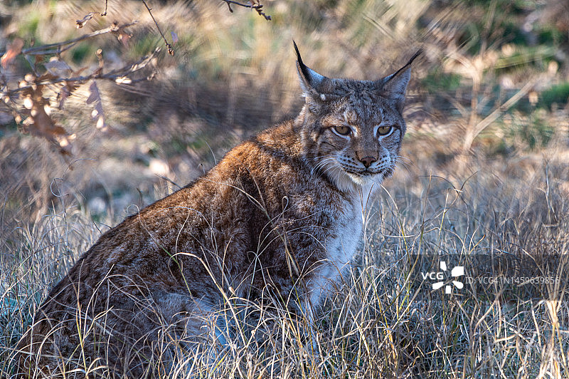 野外的巴尔干猞猁图片素材
