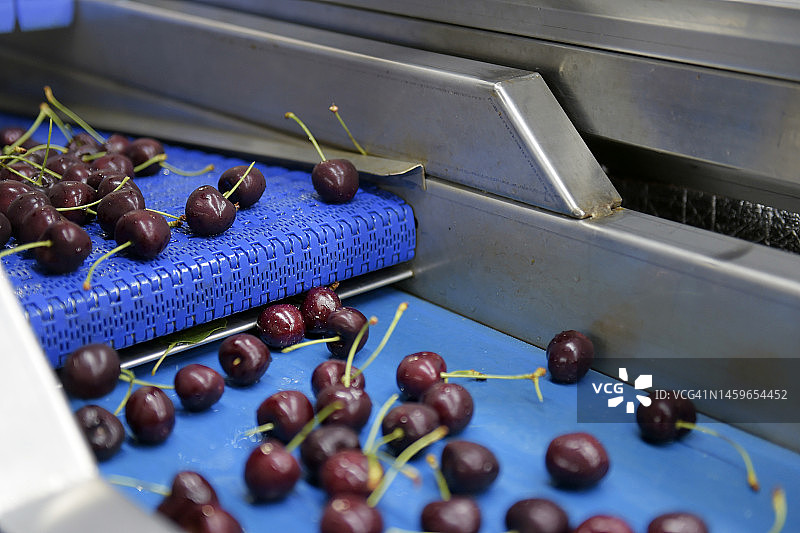 传送带上的新鲜樱桃图片素材