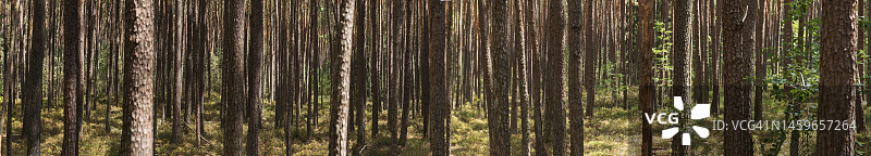 欧洲德国巴伐利亚弗兰肯地区的苏格兰松树图片素材