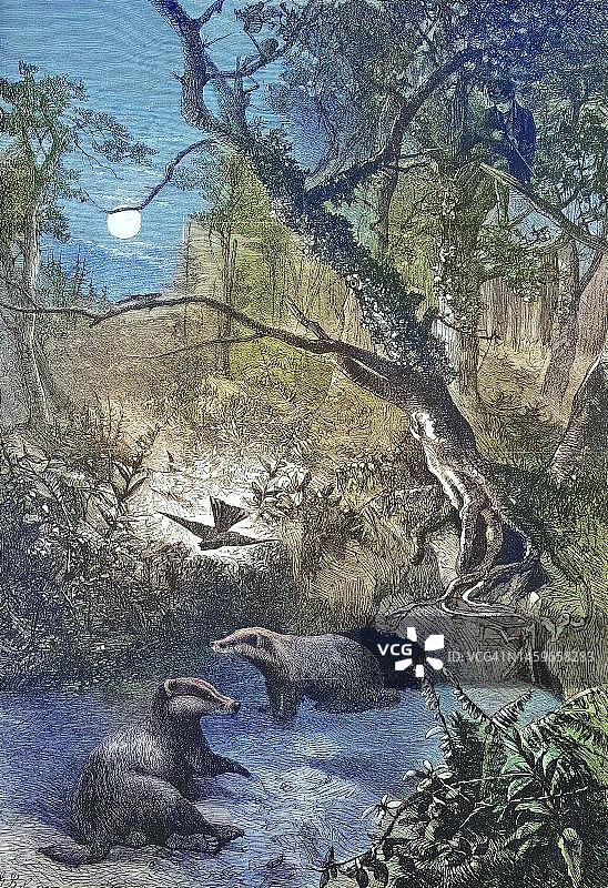 欧洲獾（学名：Meles meles），夜间在森林中洞穴前，1869年，德国，历史照片，19世纪原始艺术品的数字化修复复制品，确切的原始日期未知图片素材