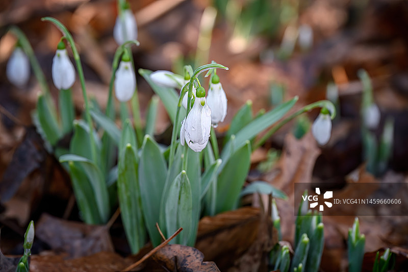 纽约中央公园一月雪滴花上的清晨露珠图片素材