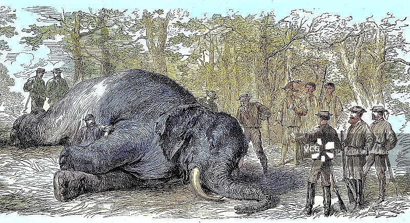 大型狩猎活动：猎人猎杀了一头大象，1869年，南非，历史照片，19世纪原始印刷品的数字化修复复制品，确切的原始日期未知图片素材