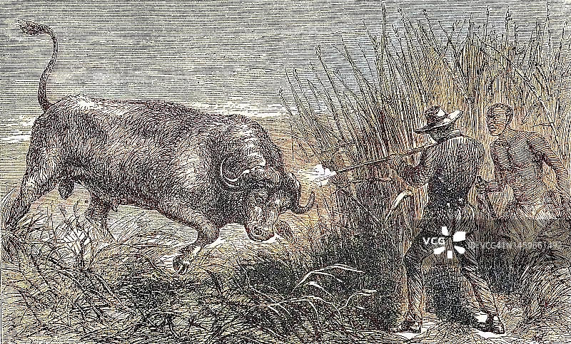 狩猎野牛：白人猎人用步枪射击角马（1869年，博茨瓦纳，历史照片，19世纪原版数字修复复制品，确切的原始日期未知）图片素材
