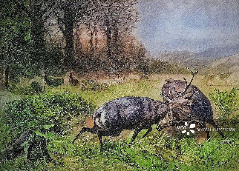 1880年奥地利雄鹿争斗场景（十九世纪画作数字修复版）图片素材
