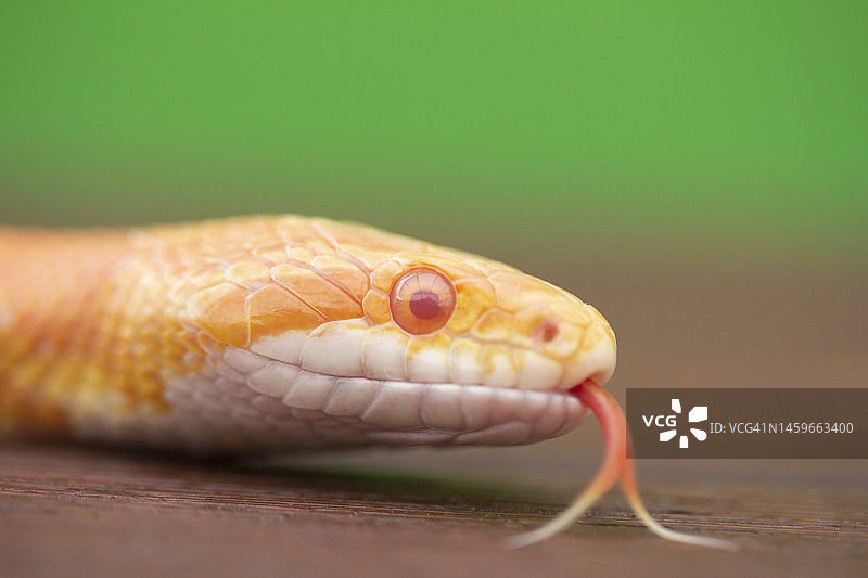 蛇的舌头图片素材