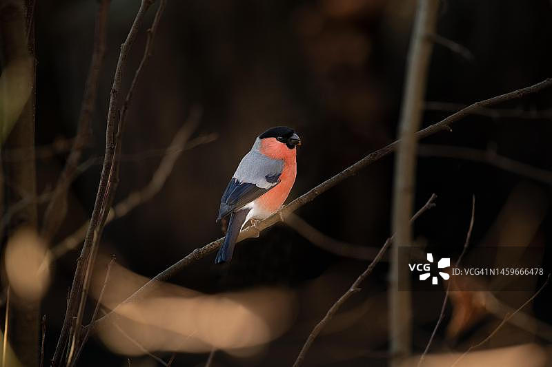 在德国汉堡，站在冬季光秃树枝上的雄性红腹灰雀图片素材