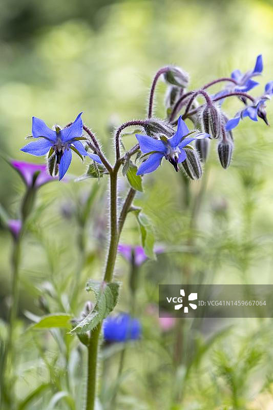 琉璃苣花，一种香料和药用植物，德国北莱茵-威斯特法伦明斯特地区图片素材