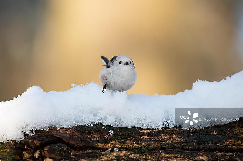 在德国汉堡过冬的长尾山雀图片素材