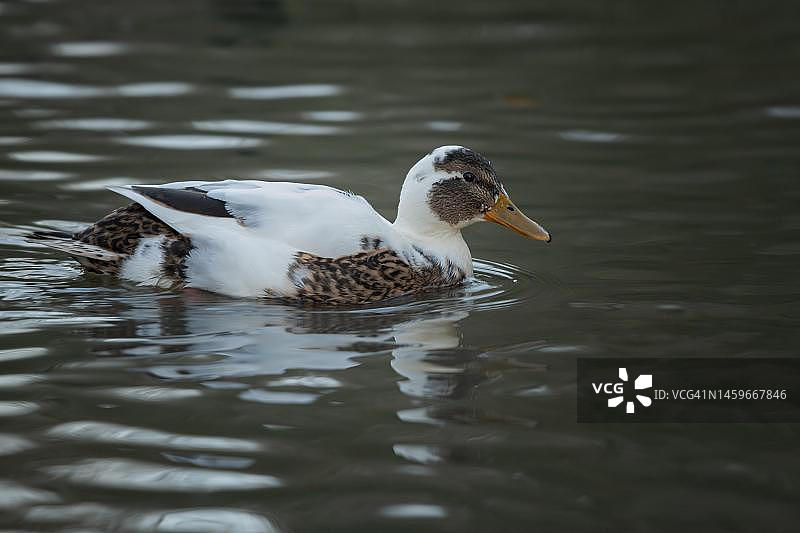 绿头鸭与家鸭的杂交品种，德国汉堡池塘图片素材