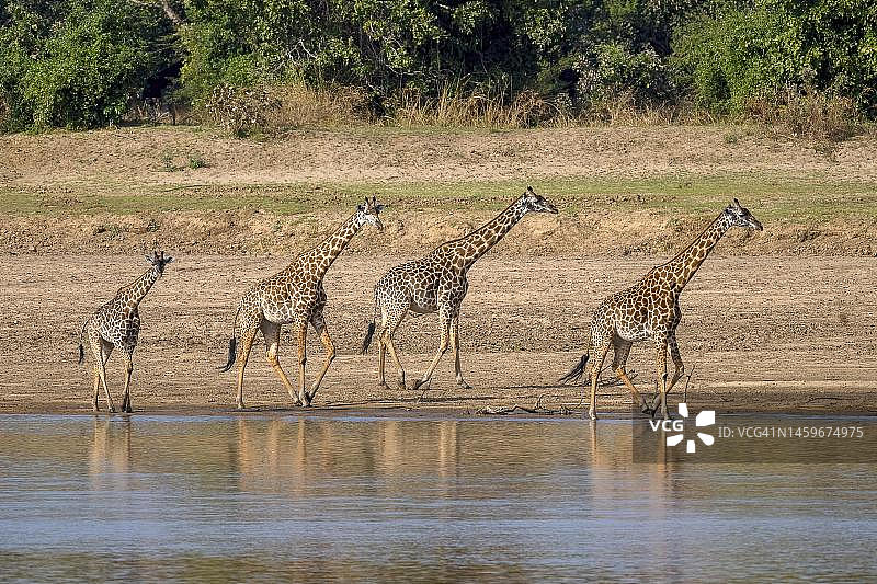 长颈鹿迁徙景象图片素材