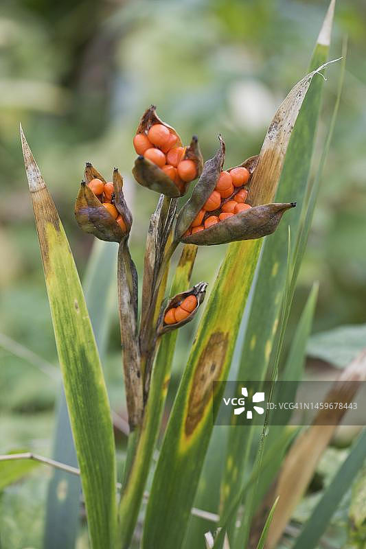 荷兰泽兰省的臭鸢尾图片素材
