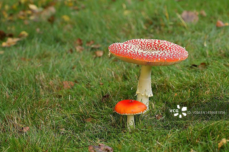 德国北莱茵-威斯特法伦州Wilden地区，白桦树下的毒蝇伞大小标本图片素材