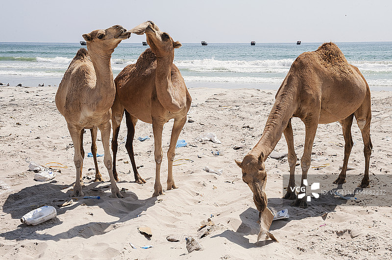 海滩上吃纸板的骆驼图片素材