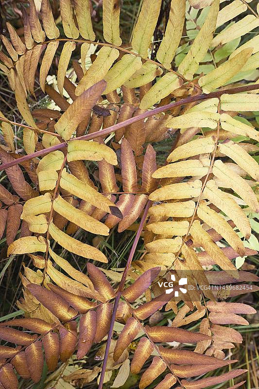 皇家蕨（Osmunda regalis），德国下萨克森州埃姆斯兰图片素材