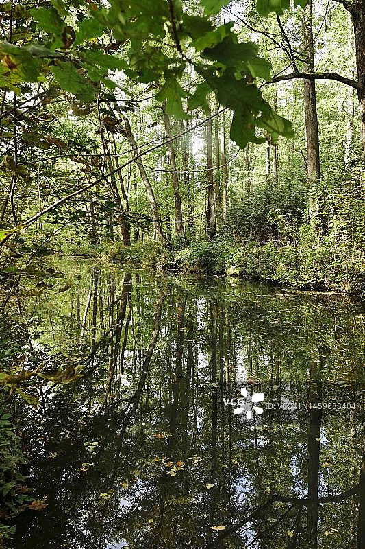 秋季的施普雷瓦尔德，德国勃兰登堡图片素材
