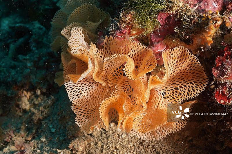 海王星面纱(格里马尔迪雷特孔虫)(北方雷特孔虫)。克鲁斯角海洋保护区潜水点,罗萨斯,布拉瓦海岸,西班牙,地中海图片素材