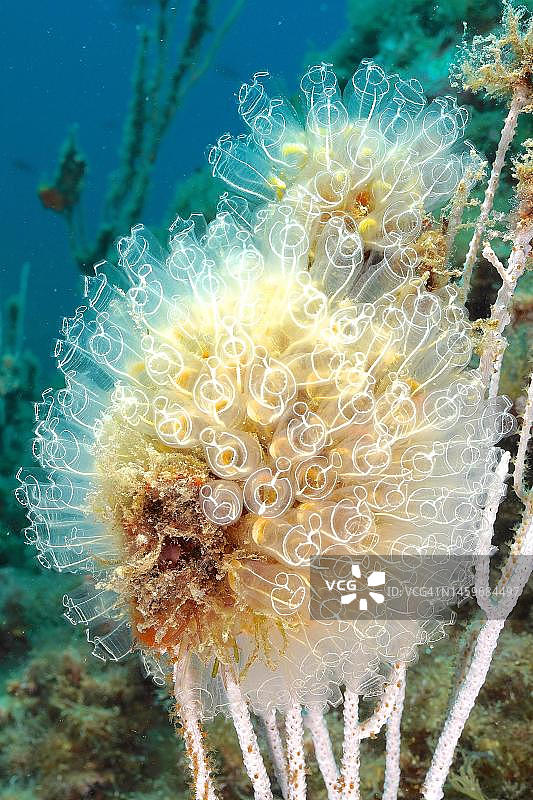 白色柳珊瑚上的透明海鞘群落特写,地点:克雷乌斯角海洋保护区,罗萨斯,布拉瓦海岸,西班牙,地中海图片素材