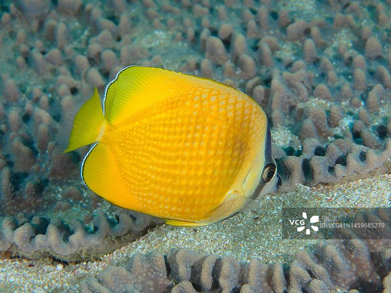 太阳蝶鱼(Chaetodon kleinii),索德瓦纳湾国家公园,马普塔兰海洋保护区,南非夸祖鲁-纳塔尔图片素材