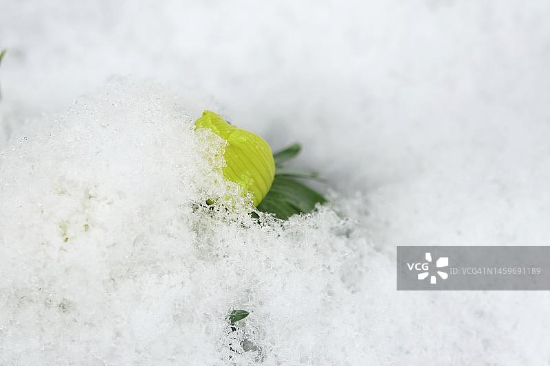 德国冬季乌头（乌头叶）与雪图片素材