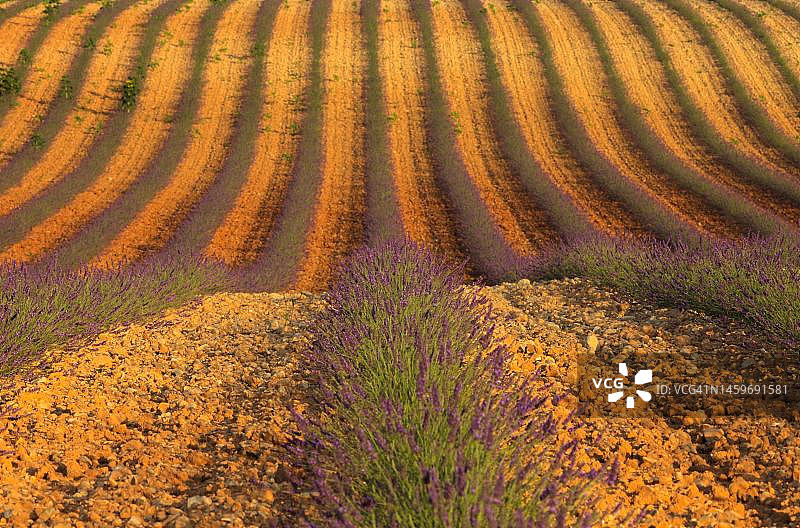 法国普罗旺斯瓦朗索勒高原上的薰衣草图片素材