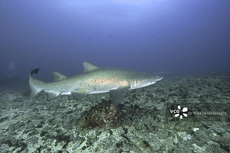 礁石上的沙虎鲨（噬人鲨）。南非夸祖鲁-纳塔尔省乌姆科马斯阿里瓦尔浅滩潜水点图片素材