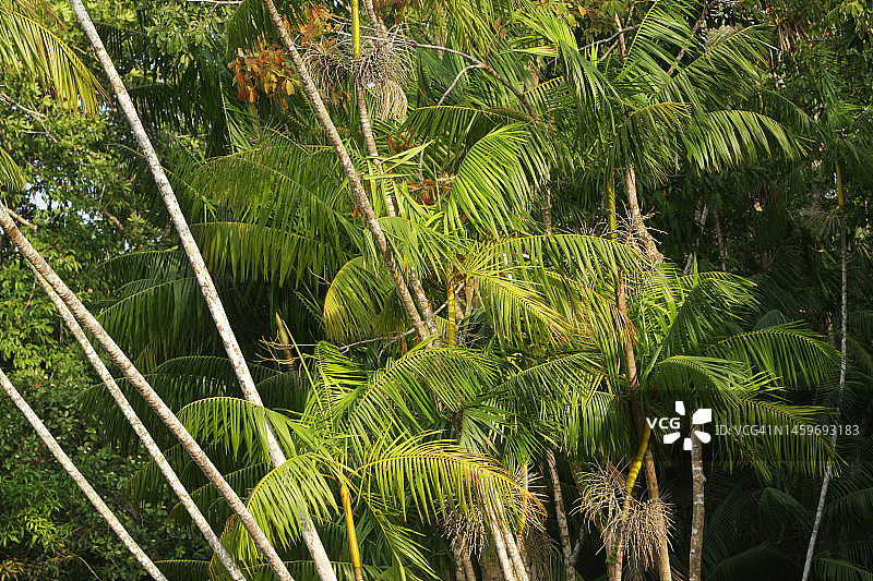 巴西亚马逊图片素材