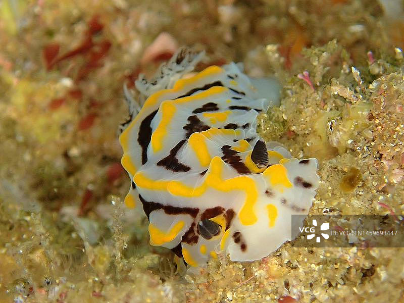 双色裸鳃海蛞蝓，星海螺，夸祖鲁-纳塔尔省乌姆科马斯阿里瓦尔浅滩潜水点，南非图片素材