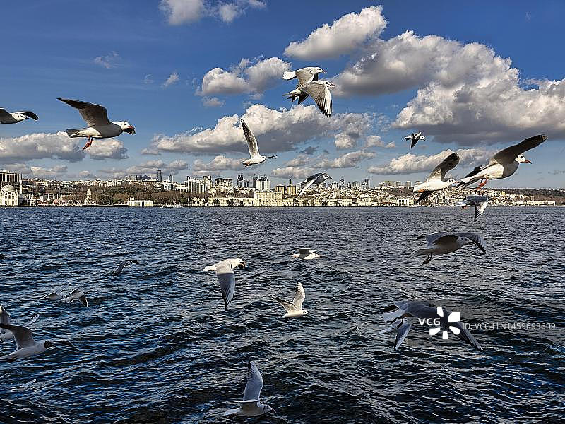 博斯普鲁斯海峡飞翔的海鸥，土耳其伊斯坦布尔贝西克塔斯的天际线景色图片素材