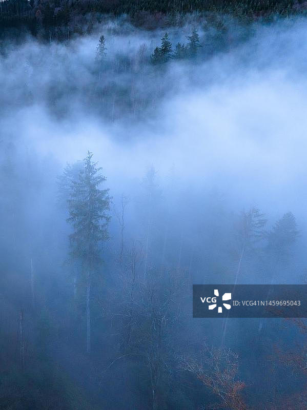 德国黑森林卡尔夫蓝色时段的雾中树梢图片素材