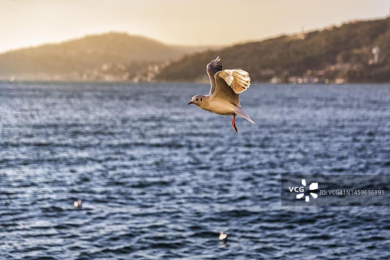 土耳其伊斯坦布尔的黑头鸥图片素材