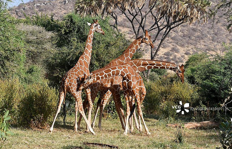 肯尼亚⻓颈⿅打⽃场景图片素材