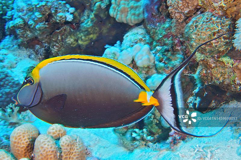 印度黄刀鼻医生鱼，赫尔格达，埃及，红海图片素材