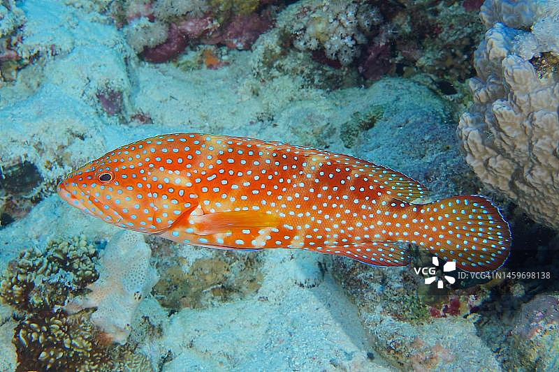 宝石石斑鱼，蒂朗海峡，西奈，埃及，红海图片素材