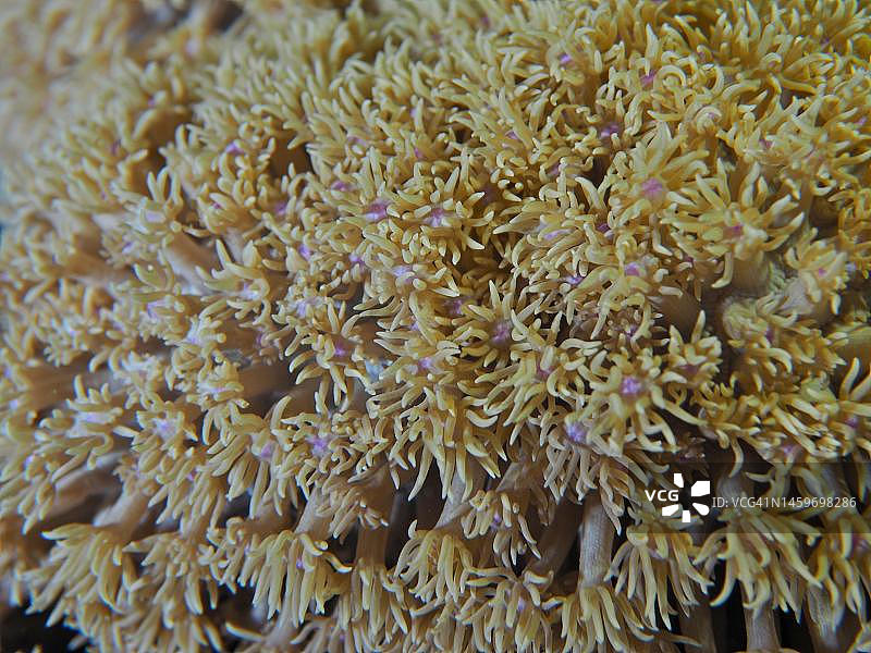 雏菊珊瑚（Alveopora），埃尔芬斯通礁潜水点，埃及，红海图片素材