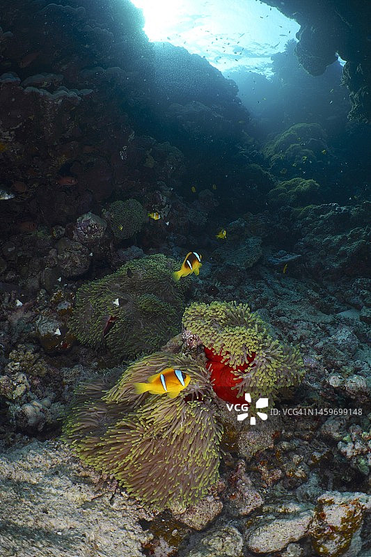 红海埃及圣约翰潜水点，逆光下的华丽海葵与小丑鱼图片素材
