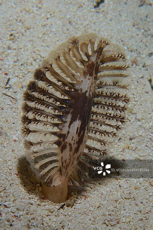 蒂朗海峡的黑海羽毛（翼海鳃），埃及西奈，红海潜水点图片素材