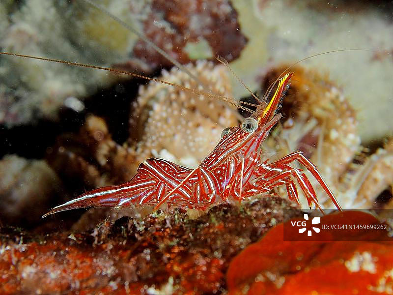 红海埃及埃尔库塞尔红树林湾骆驼虾图片素材